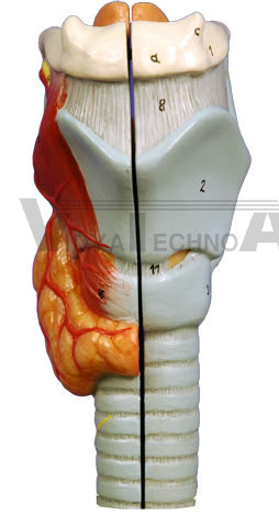 Larynx III